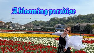 Woke up in a blooming paradise filled with tulip kisses and wishes.