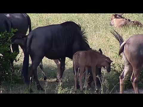 Djuma: Wildebeest herd all back together with six calves - 16:04 - 01/03/20