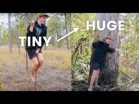 How to Climb Trees of ANY SIZE - Small to Big