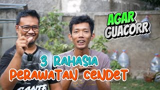 Download lagu 3 Rahasia Perawatan Cendet Agar Gacor Sepanjang Hari mp3 Download lagu 3 Rahasia Perawatan Cendet Agar Gacor Sepanjang Hari mp3