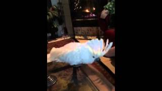 Ringo the cockatoo Christmas dancing