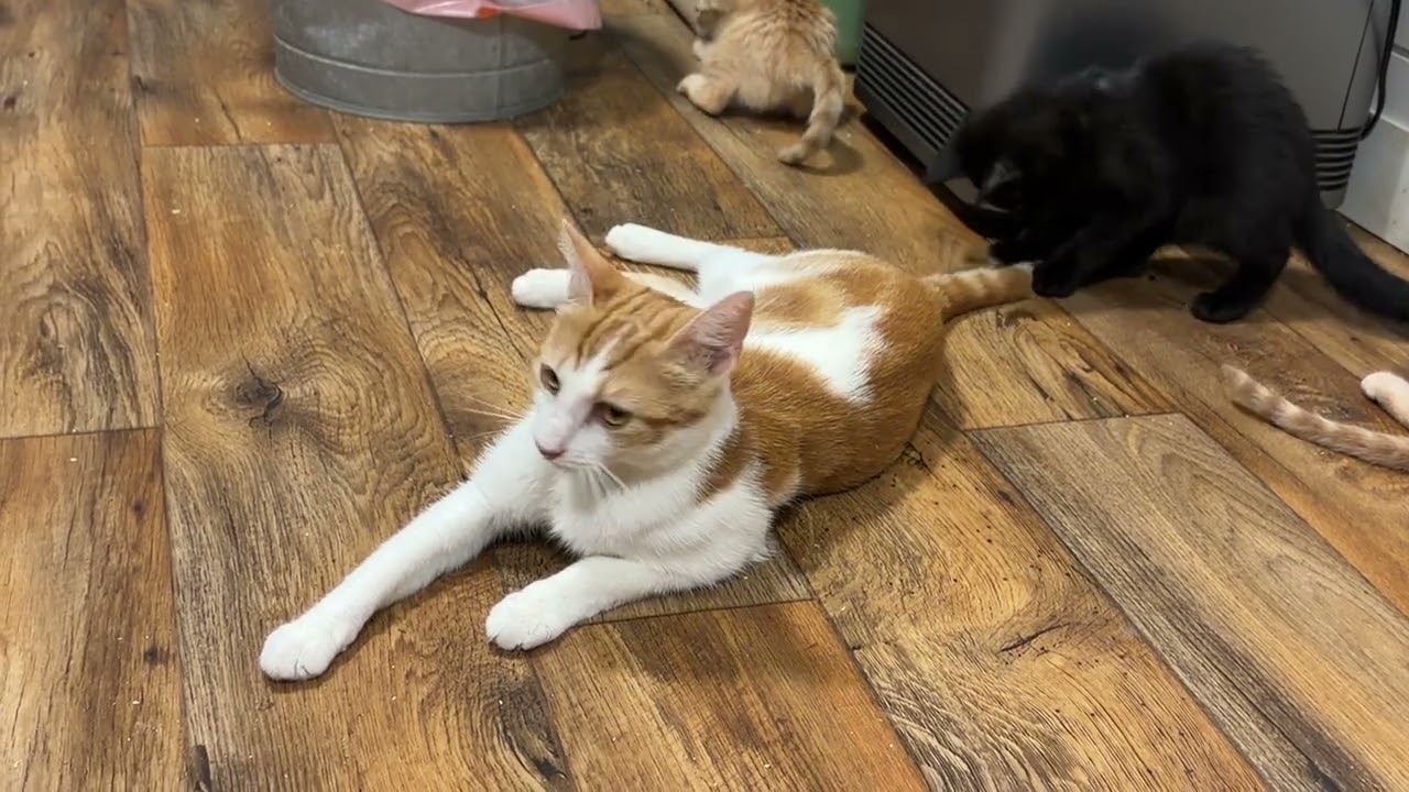 Enlarge Trudy, a Adoptable mixed breed in Bedminster, NJ video 3/6