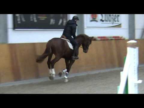 Chap-Grannenstolz Hengst * 2008