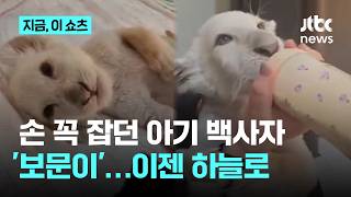 사육사 손 꼭 잡던 아기 백사자 '보문이' 폐사…희귀질환 악화｜지금 이 쇼츠