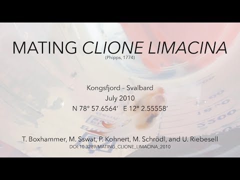 Mating Clione limacina