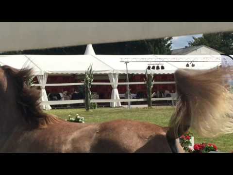 Kilroy MA - Gold-Champion German Breeders Cup 2016