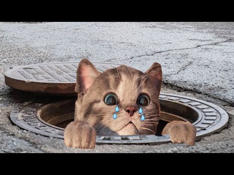 Lindo Gatito Aventuras - Educación de animación dibujos animados - Niños Aprende los Colores