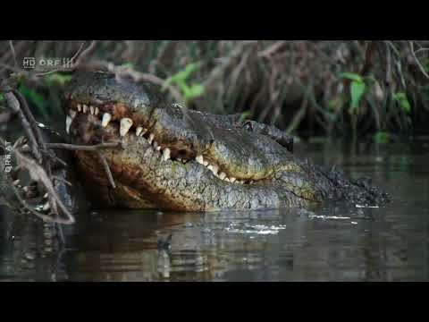 Die wilden Flüsse Afrikas: Der Nil - Doku - Deutsch