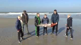 preview picture of video 'Grote Schelp op strand Callantsoog (Mega Strandvondst)'