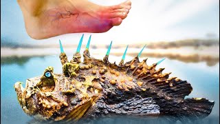Painful Step! Most Deadly Creatures Living at the Beach
