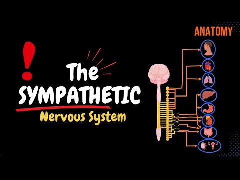 Sympathetic Nervous System: Animated Scheme (Ganglia, Neurons, Plexuses)