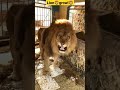 Lion growl 🦁#youtubeshort #shortvideo #viral #realestate