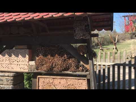 Erwachendes Insektenhotel 2022