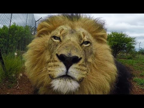 Walking With Lions | The Lion Whisperer