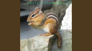 Download lagu Setia Selamanya mp3 Download lagu Setia Selamanya mp3