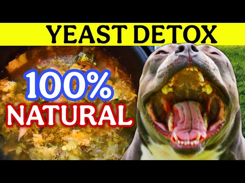 This Recipe Will Help Your Dog's Gut!!