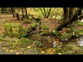 A Babbling Brook with native New Zealand birdsong | 10 hrs of Nature sounds for Sleep and Relaxation