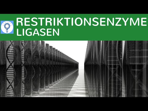 Restriktionsenzyme & DNA-Ligasen einfach erklärt - Werkzeuge, Methode, Grundlagen der Gentechnik 1