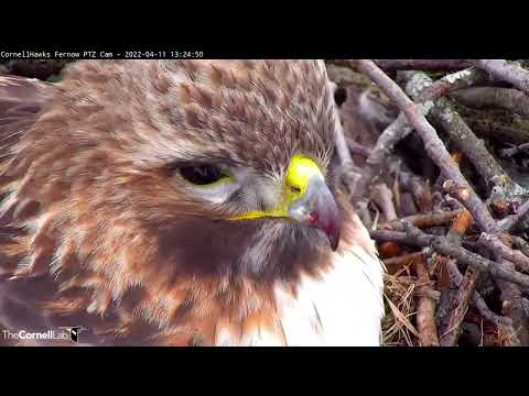Cornell Hawks Cam Zooms In On Arthur's Bill After A Meal – April 11, 2022