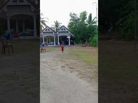 เล่นว่าว