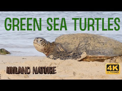 Honu - Green Sea Turtles!