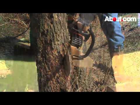 Safety Tips for Felling a Tree
