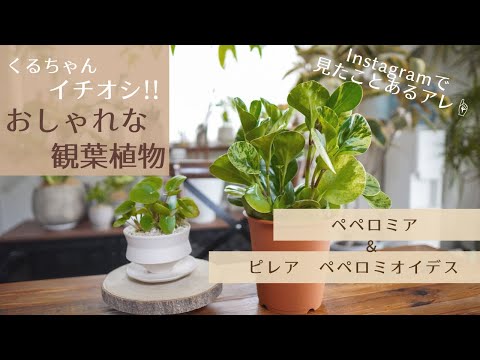 ピレア・ペペロミオイデスから挿し木をする方法は？簡単3つの方法！  庭園