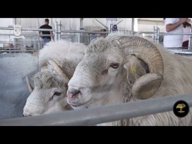 El sector primario exhibe su empuje en Uga con guiño al sector camellar