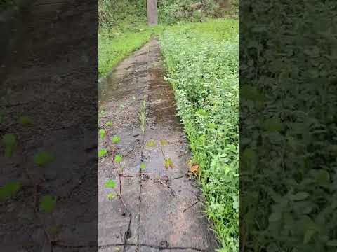 Açude Olho d’água em Várzea Alegre Sangrando 02/03/2026