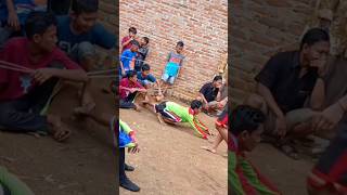 Download lagu Turi-Turi Putih, Langsung njumbul mp3