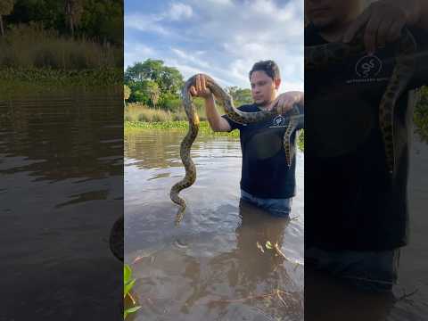 Liberacion #viral #chaco #naturaleza #reptiles #eunectesnotaeus #serpiente #snake