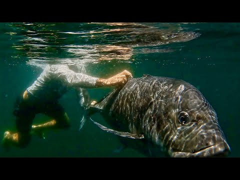 Der Traumfisch (50+KG Riesen-Stachelmakrele)