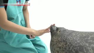 Ringed seal Yuki