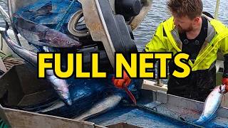 700 FULL Nets: Lots of Rare Fish (Non-Stop) #19