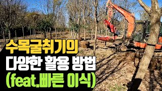 수목굴취기의 다양한 활용 방법 (feat.빠른 이식) | 나무…