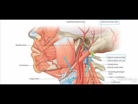 External Carotid Branches 5