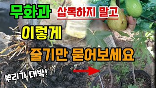 무화과나무 삽목하지 말고 이렇게 간단히 줄기만 묻으면 뿌리가 대박 나오고 바로 무화과 주렁주렁 달려요.
