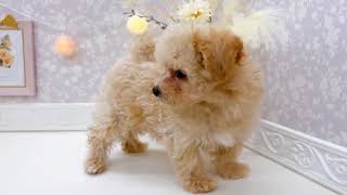 ハーフ犬の動画01