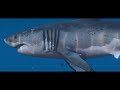 GTA JAWS: Great Whites replace Tiger Sharks. 3