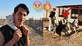 مشاكل الكلاب ترجع من جديد 😡 دخلت في مشروع مربح !! 😍