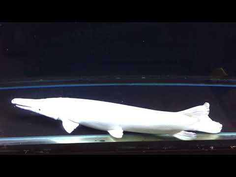 Snow Gar feeding Atractosteus spatula