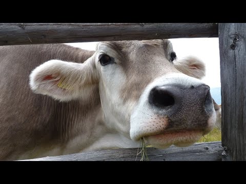 Cow Moo Sound Effect | Cow Mooing Sounds | Cow Moo Sound | Cow noises | No Music