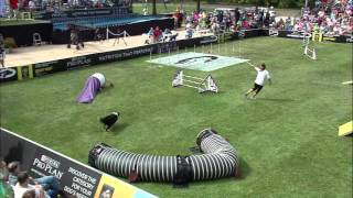 2015 Large Dog Incredible Dog Challenge