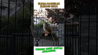 Download lagu Suara panggilan cigun jantan penunggu gerbang #videoshort #birds mp3