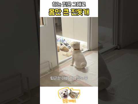 깨발랄하게 아빠 맞이하는 진돗개