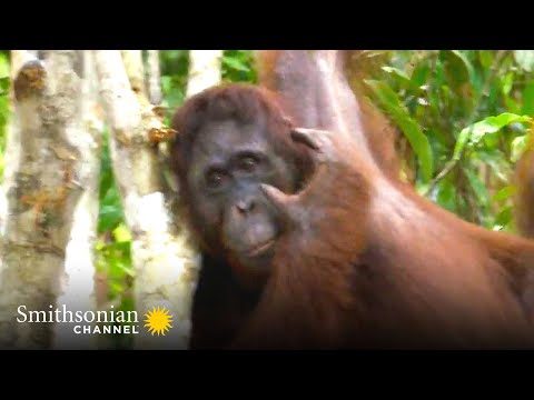 Orangutan Uses Acrobatic Tree-Hopping to Get Food 🌴 Orangutan Jungle School | Smithsonian Channel