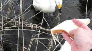 preview picture of video 'Me feeding some swans and ducks in Morioka, Japan'