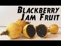 Blackberry jam fruit review: The fruit that looks like jam - Weird fruit explorer Ep 265