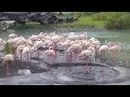 Kilimanjaro Safaris Animal Kingdom Walt Disney World Disney