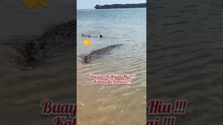 Download lagu Crocodile to be slaughtered!!! Chased by shark to the beach!!! mp3 Download lagu Crocodile to be slaughtered!!! Chased by shark to the beach!!! mp3